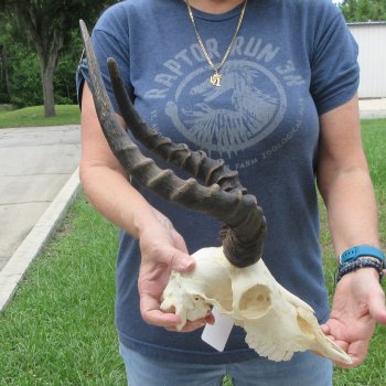 B-Grade African Impala Skull with 14" & 16" Horns