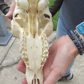 B-Grade African Impala Skull with 14" & 16" Horns