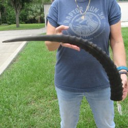  B-Grade African Male Sable horn measuring 29 inches 
