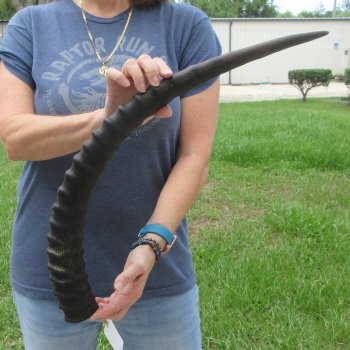  B-Grade African Male Sable horn measuring 29 inches 