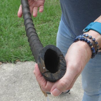  B-Grade African Male Sable horn measuring 29 inches 