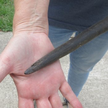  B-Grade African Male Sable horn measuring 29 inches 