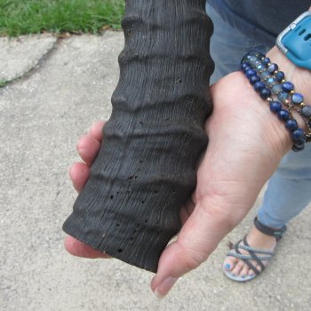  B-Grade African Male Sable horn measuring 29 inches 