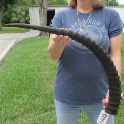  B-Grade African Male Sable horn measuring 31 inches 