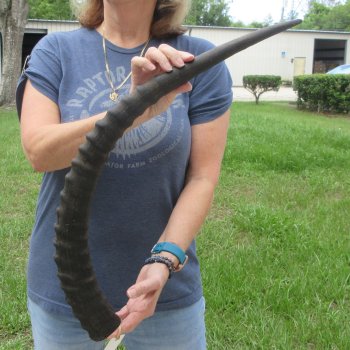  B-Grade African Male Sable horn measuring 31 inches 