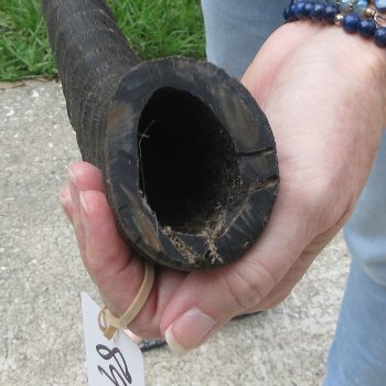  B-Grade African Male Sable horn measuring 31 inches 