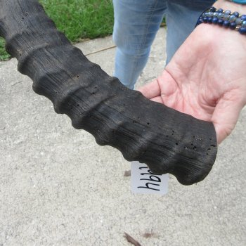  B-Grade African Male Sable horn measuring 31 inches 