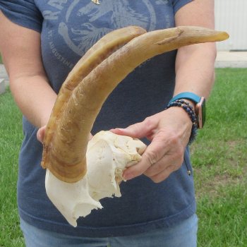 B-Grade African Goat Skull Plate with 14" Horns - $35