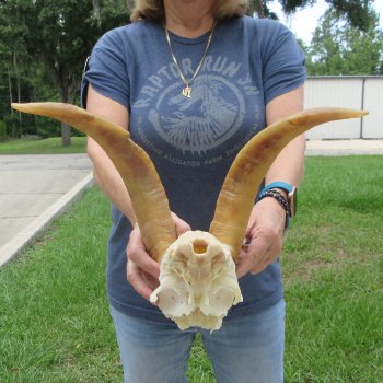 B-Grade African Goat Skull Plate with 14" Horns - $35