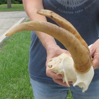 B-Grade African Goat Skull Plate with 14" Horns - $35