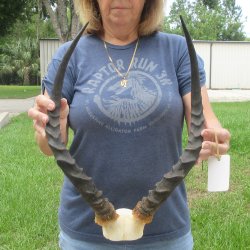 B-Grade 19" Impala Skull Plate and Horns 