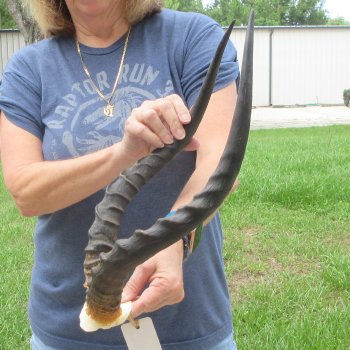 B-Grade 19" Impala Skull Plate and Horns 