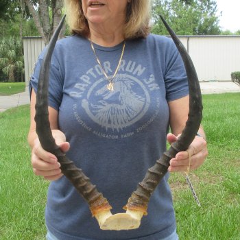 B-Grade 19" Impala Skull Plate and Horns 