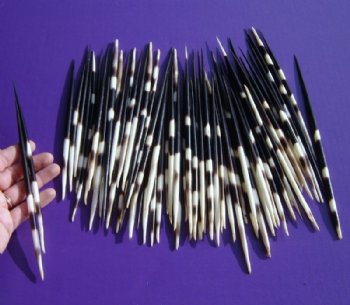 African thick porcupine quills wholesale 6 up to 7 inches - 50 pcs @ .85 each; 100 pcs @ $.75 each