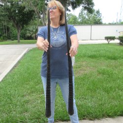 37" Matching Authentic African Gemsbok, Oryx Horns <font color=red>(NO POST OFFICE (USPS) SHIPPING!!) </font>