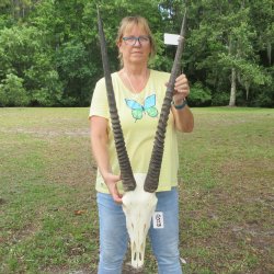 15" Gemsbok Skull with 30" & 31" Horns <font color=red>(NO POST OFFICE (USPS) SHIPPING!!) </font>