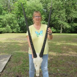 15" Gemsbok Skull with 38" Horns <font color=red>(NO POST OFFICE (USPS) SHIPPING!!) </font>