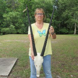 Slight B-Grade African Gemsbok Skull with 32 inch horns <font color=red>(NO POST OFFICE (USPS) SHIPPING!!) </font>