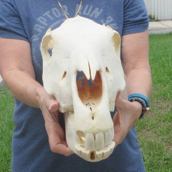 16" B-Grade Zebra Skull 