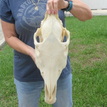16" B-Grade Zebra Skull 