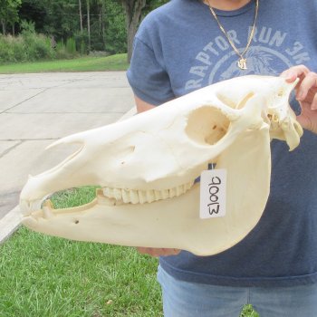 16" B-Grade Zebra Skull 