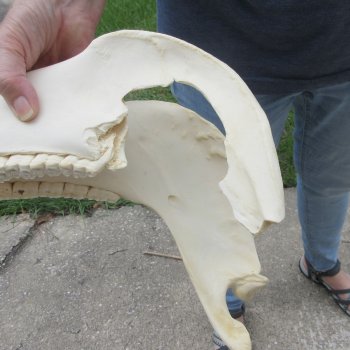 16" B-Grade Zebra Skull 