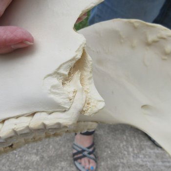 16" B-Grade Zebra Skull 