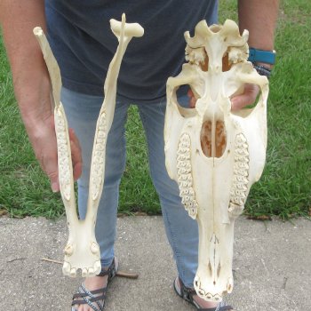 16" B-Grade Zebra Skull 
