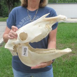 17" Zebra Skull