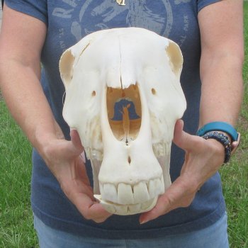 17" Zebra Skull 