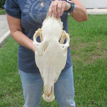 17" Zebra Skull 