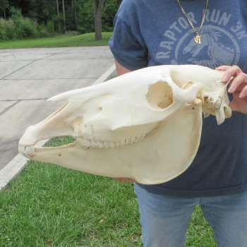 17" Zebra Skull 