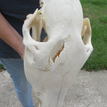 17" Zebra Skull 