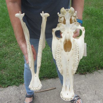 17" Zebra Skull 