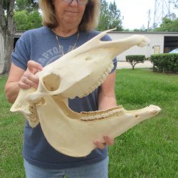 16" Zebra Skull