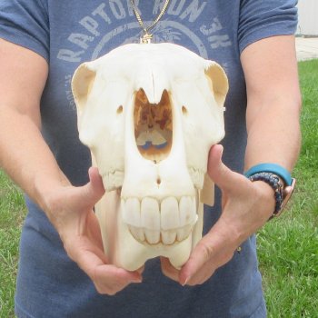 16" Zebra Skull 