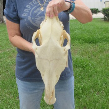 16" Zebra Skull 