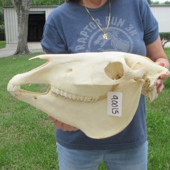 16" Zebra Skull 