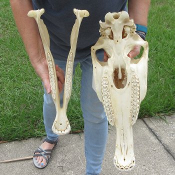 16" Zebra Skull 
