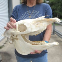 15" Zebra Skull