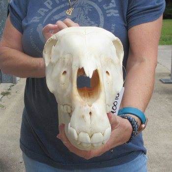 15" Zebra Skull 