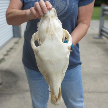 15" Zebra Skull 