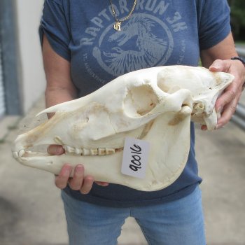 15" Zebra Skull 