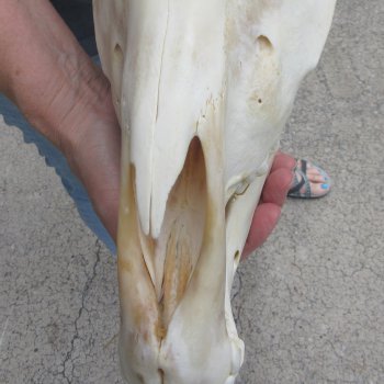 15" Zebra Skull 