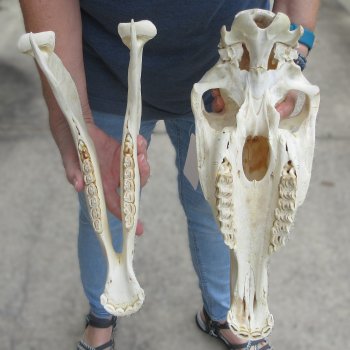 15" Zebra Skull 