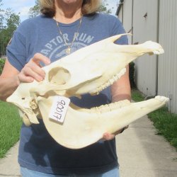 17" B-Grade Zebra Skull 