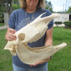 17" Zebra Skull