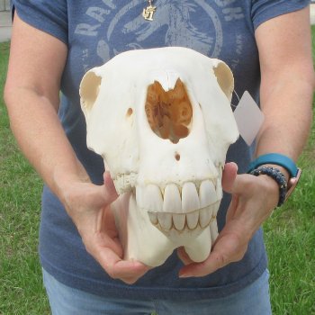 17" Zebra Skull 