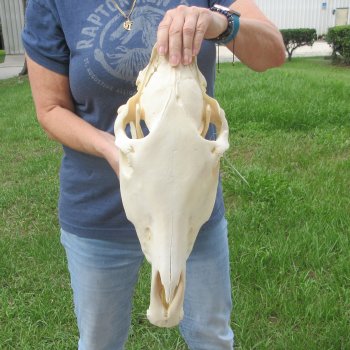 17" Zebra Skull 