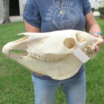 17" Zebra Skull 